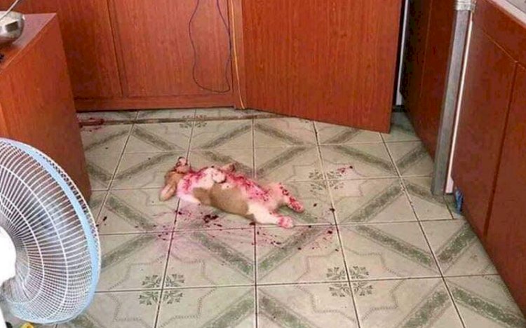 Dikira Mati dan Berdarah-darah, Ternyata Anjing Ini Tidur Karena Kekenyangan Buah Naga